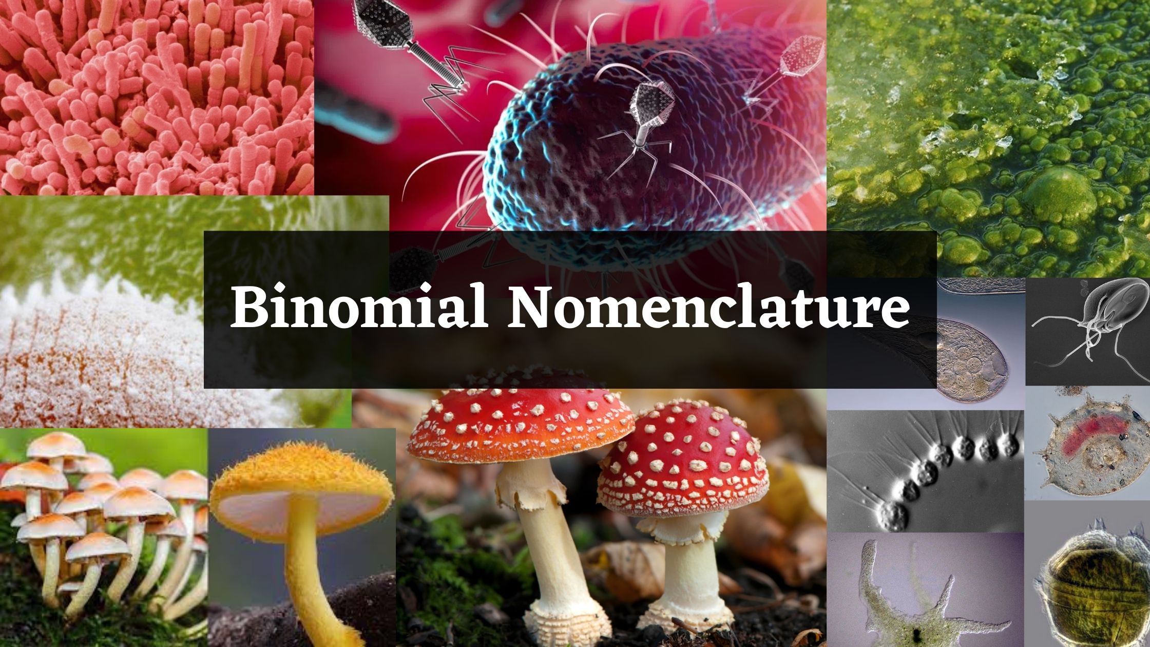 Binomial Nomenclature - Definition, Rules, Examples, Advantages, Disadvantages