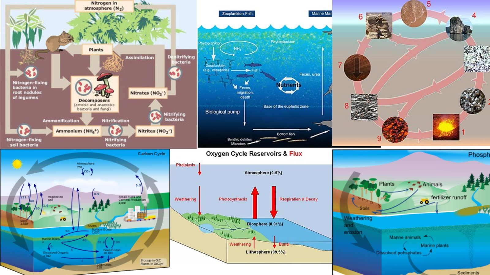 Biogeochemical Cycle - Definition, Importance, Examples