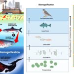 Biological Magnification -Definition, Causes, Effects