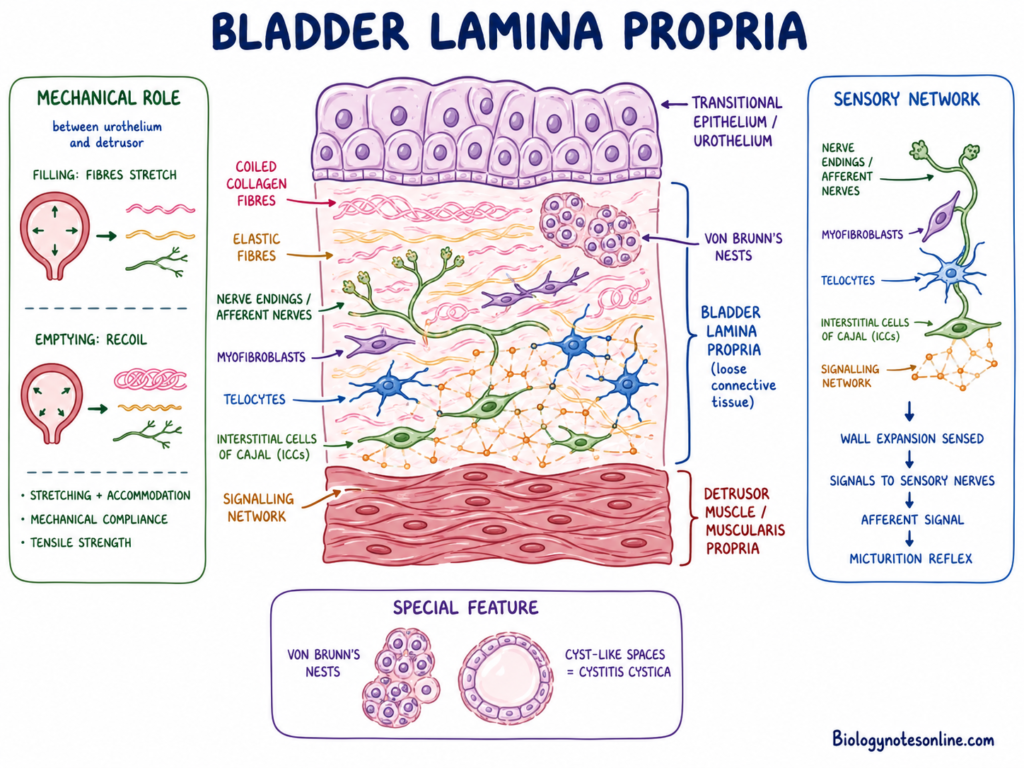 Schematic Diagram of Bladder Lamina Propria