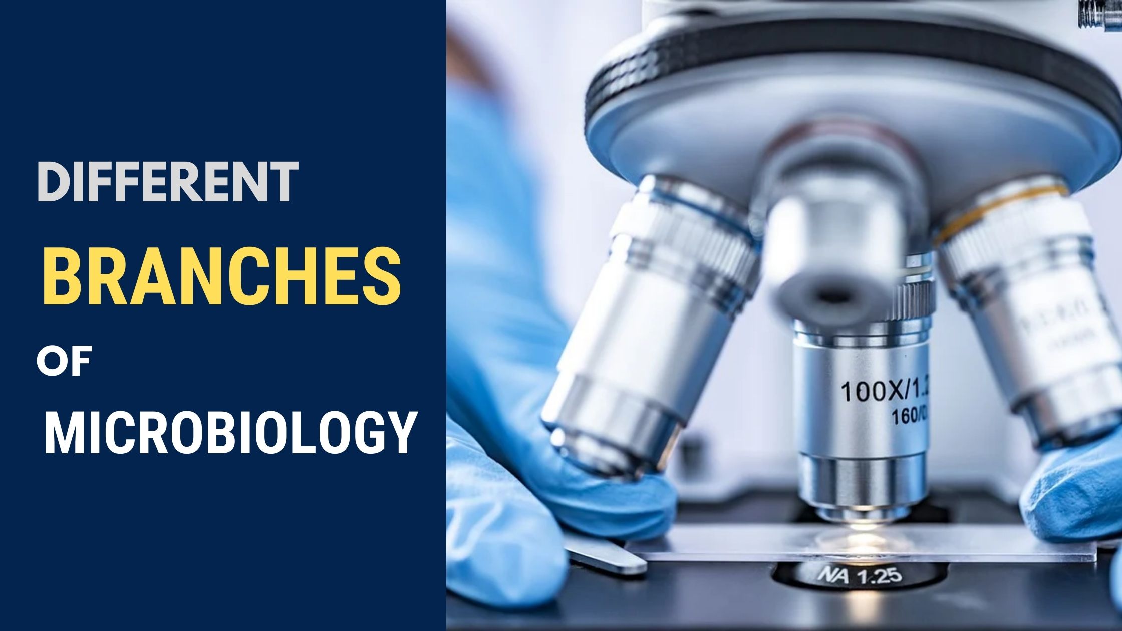 Branches of Microbiology