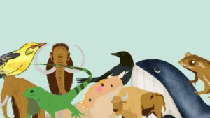 What are the Branches of zoology?