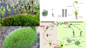 Bryophytes – definition, classification, life cycle, characteristics, importance