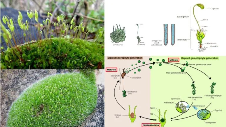 Bryophytes definition, classification, life cycle, characteristics, importance