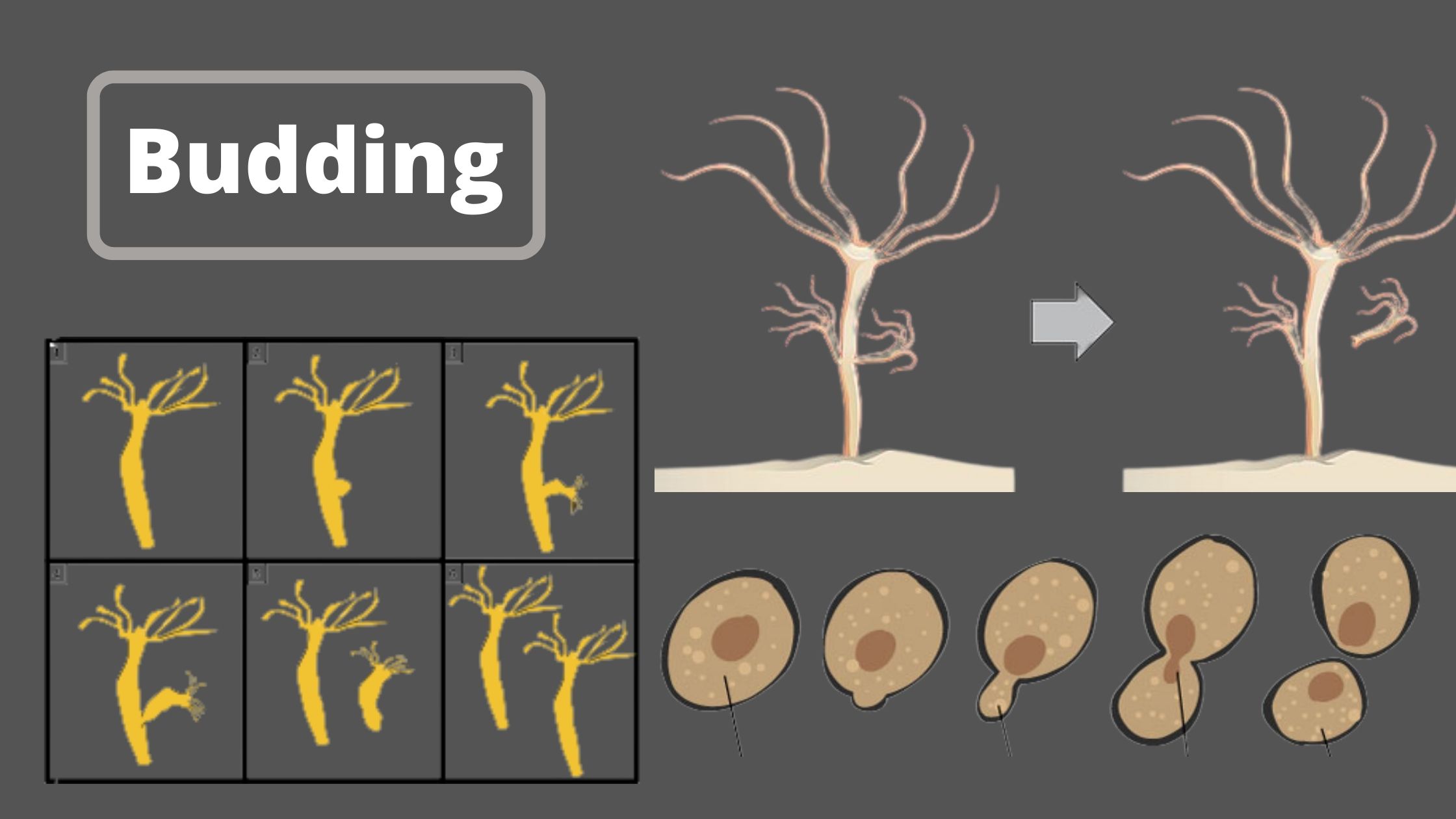 Budding - Definition, Process, Advantages, Disadvantages