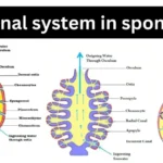 Canal System in Sponge - Definition, Types, Structures, Mechanisms, Functions and Examples