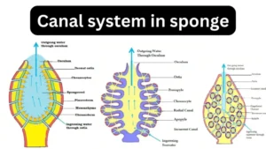 Canal System in Sponge – Definition, Types, Structures, Mechanisms, Functions and Examples