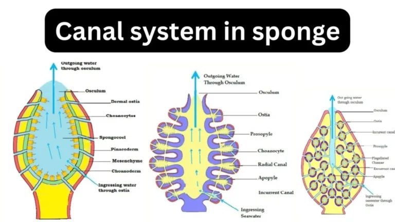 Canal System in Sponge - Definition, Types, Structures, Mechanisms, Functions and Examples