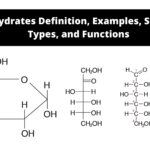 Carbohydrates Definition, Examples, Structure, Types, and Functions