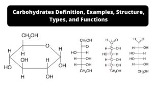 Carbohydrates – Definition, Examples, Structure, Types, and Functions