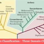 Carl Woese’s Classification - Three Domain Classification