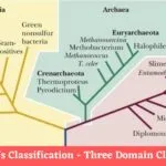 Carl Woese’s Classification - Three Domain Classification