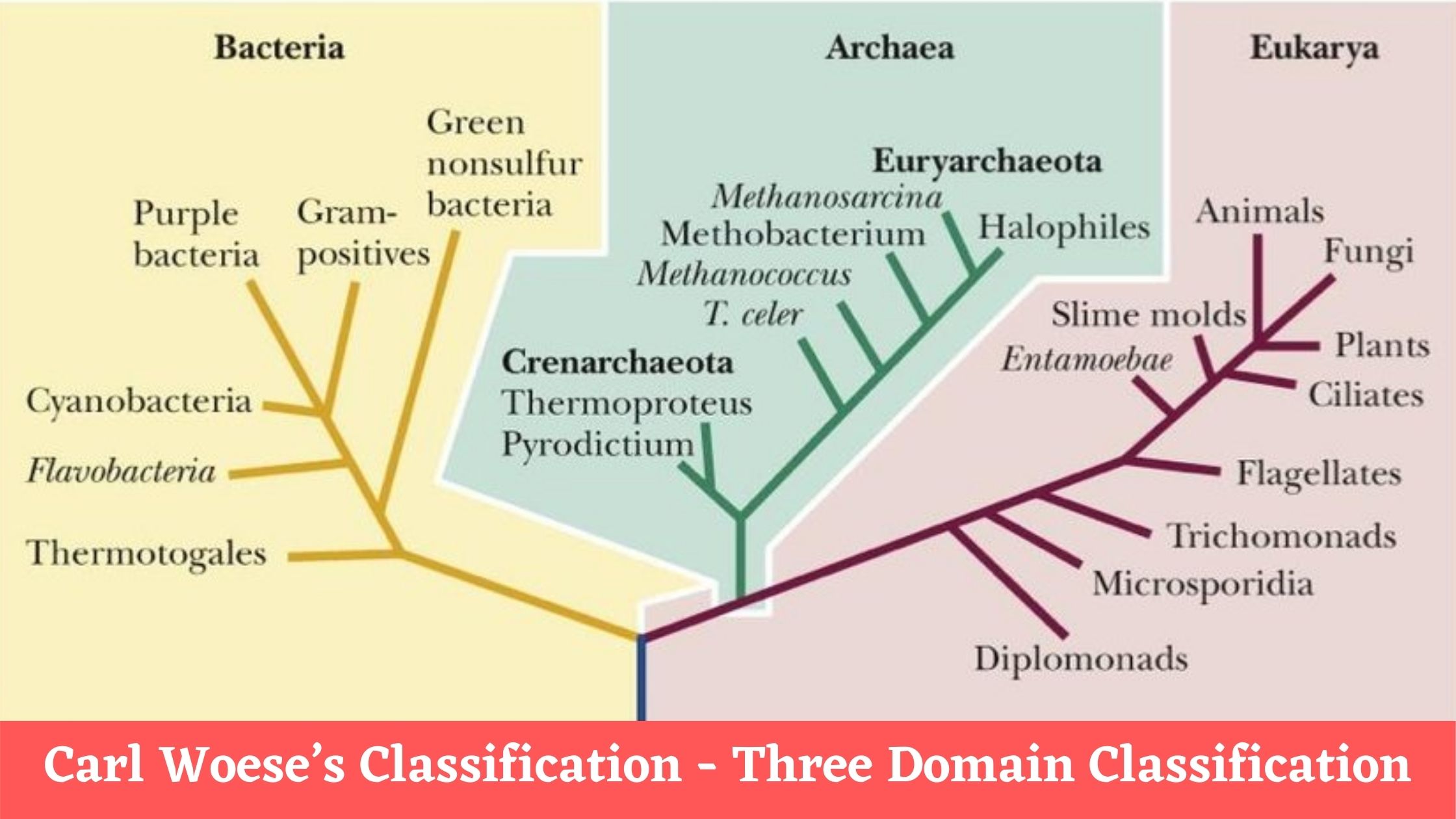 Carl Woese’s Classification - Three Domain Classification