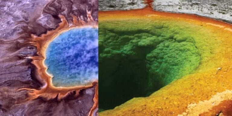 Cell Wall Structure of Archaebacteria 