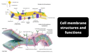 Cell membrane (Plasma Membrane) Structures and Functions