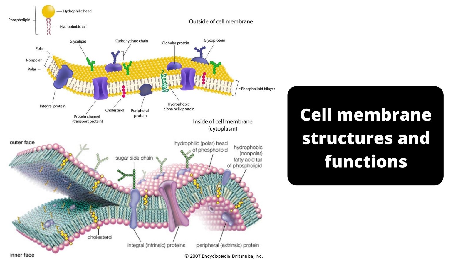 Cell membrane (Plasma Membrane) Structures and Functions