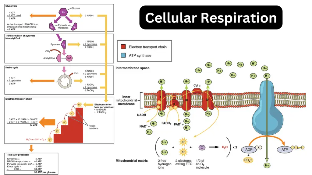 Cellular Respiration Equation, Types, Steps, and Importance - Biology ...