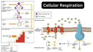 Cellular Respiration Equation, Types, Steps, and Importance