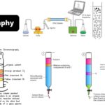 Chromatography- Definition, Principle, Types, Applications