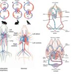 Circulatory System in Vertebrates - Components, Structure, Functions