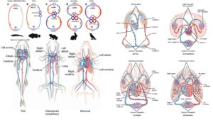 Circulatory System in Vertebrates – Components, Structure, Functions