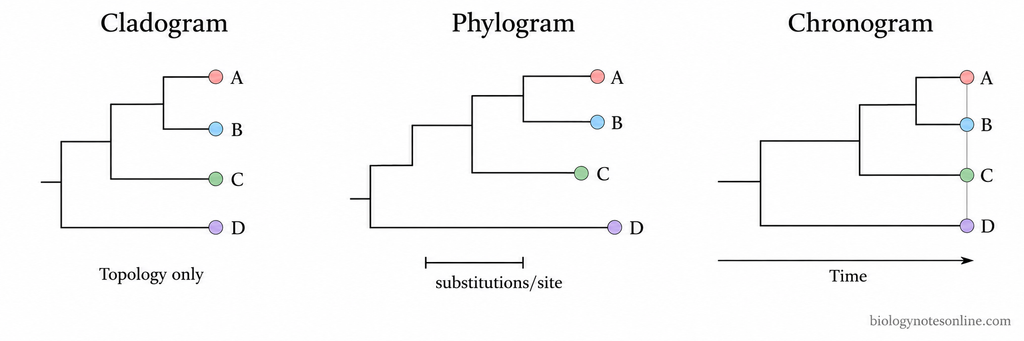 Three phylogenetic trees with the same topology showing arbitrary branch lengths in a cladogram, evolutionary change in a phylogram, and time-scaled branches in a chronogram.