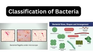 Classification of Bacteria Based on Cell Wall, pH, Temperature, salt, Nutrition, Oxygen, Shape