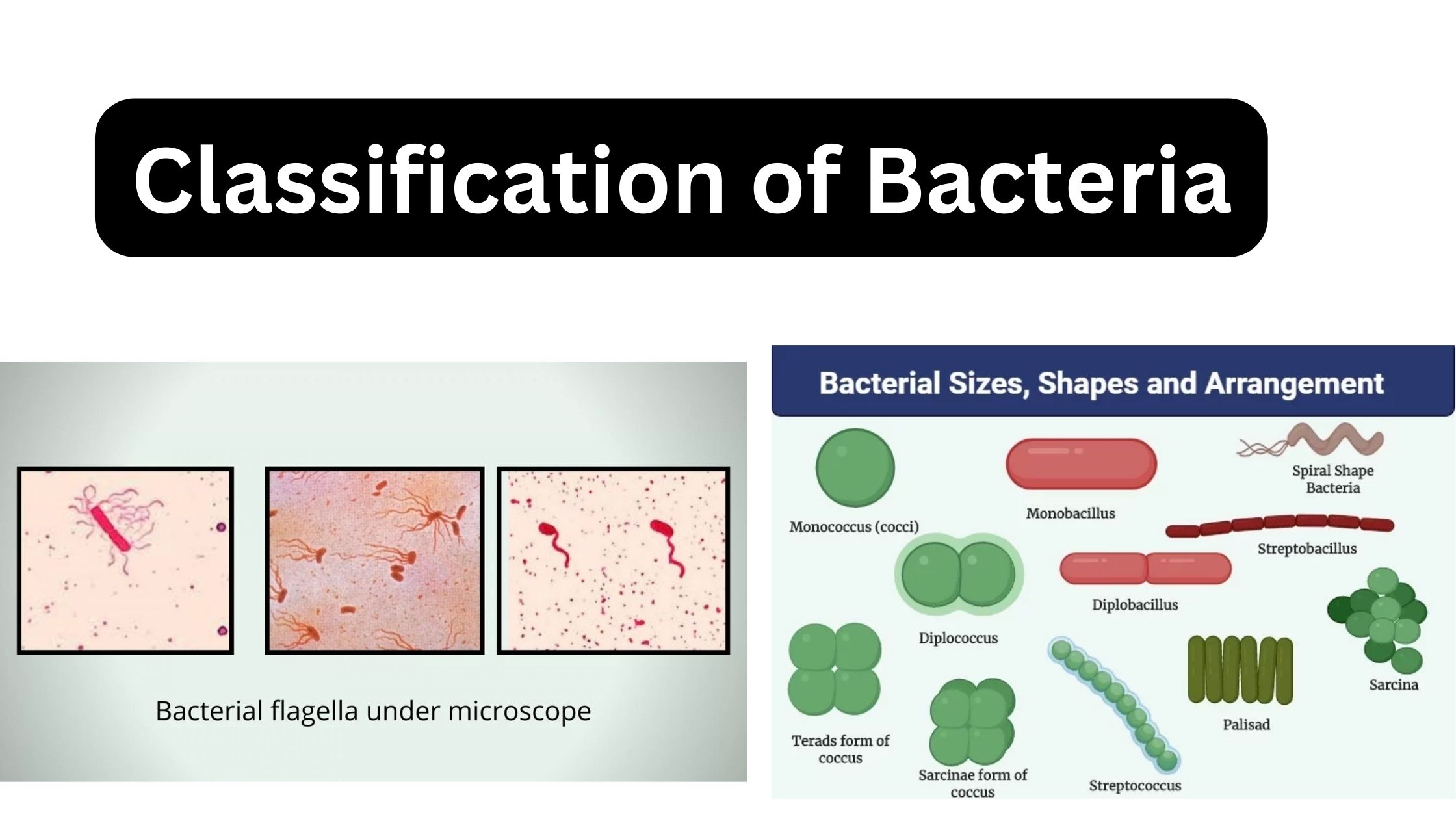 Classification of Bacteria