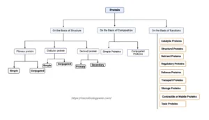 Classification of Protein On the Basis of Structure, Composition, Functions