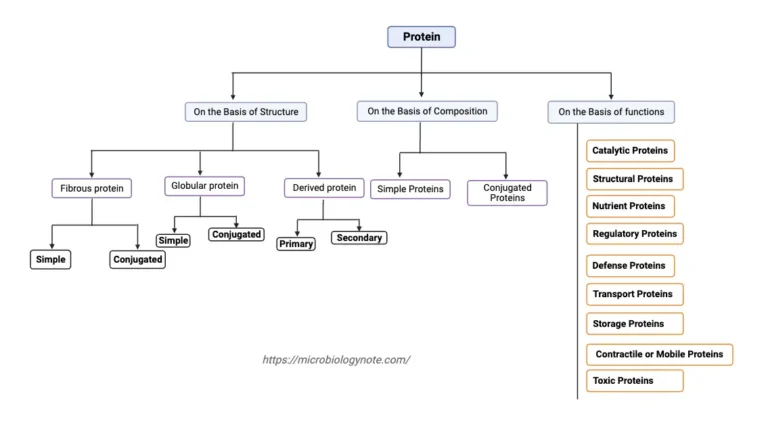 Classification of Protein On the Basis of Structure, Composition, Functions