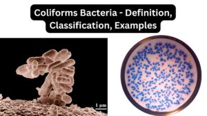 Coliform Bacteria – Definition, Classification, Examples