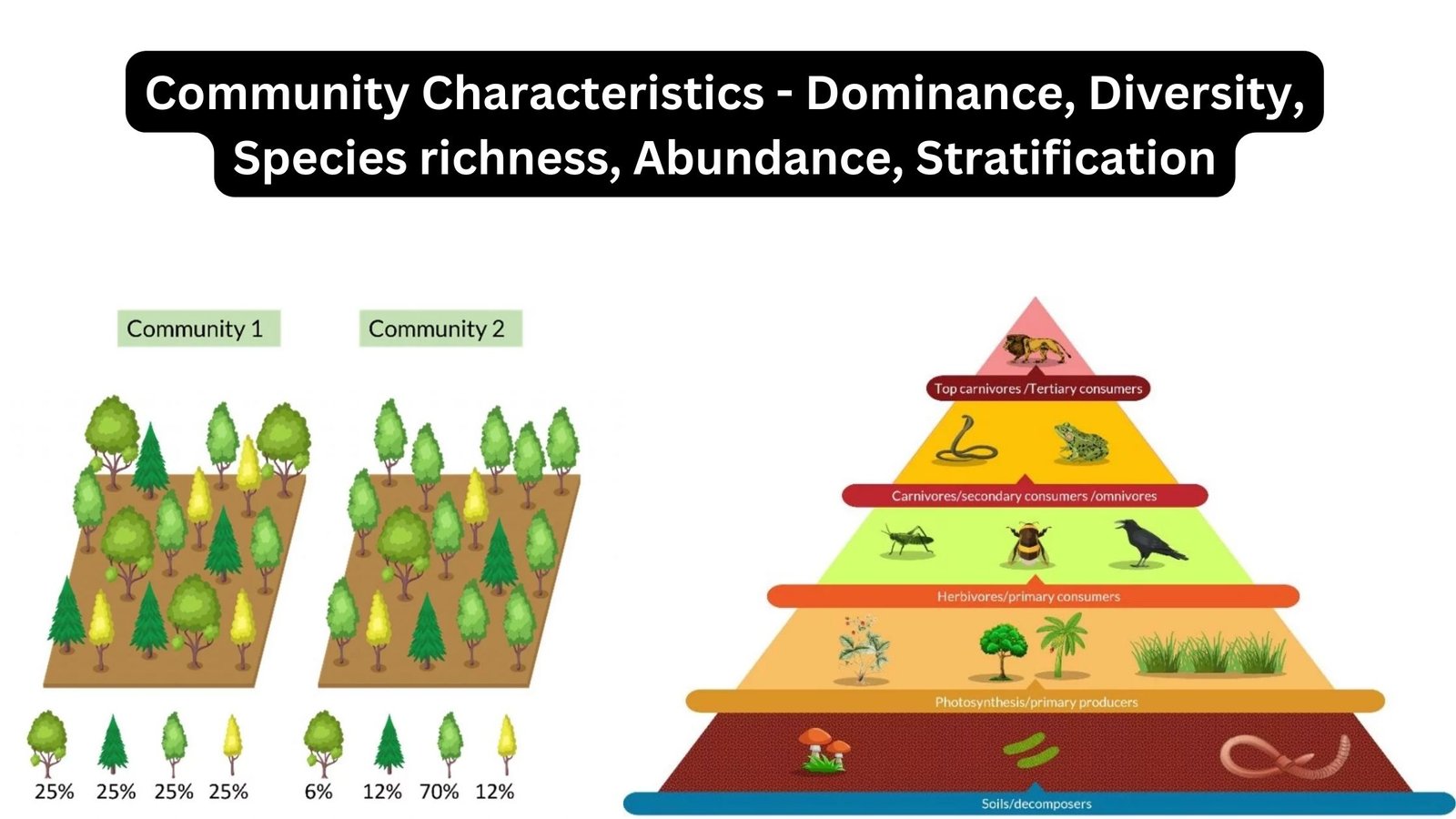 Community Characteristics - Dominance, Diversity, Species richness, Abundance, Stratification