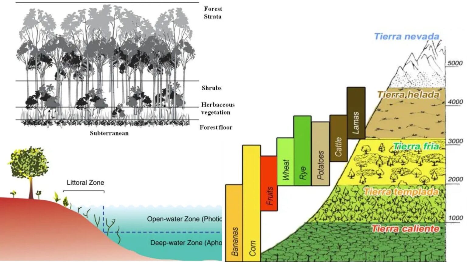 Forest Ecosystem Definition Types Functions Biology Notes Online