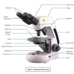 Compound Microscope - Principle, Parts, Diagram Definition, Application