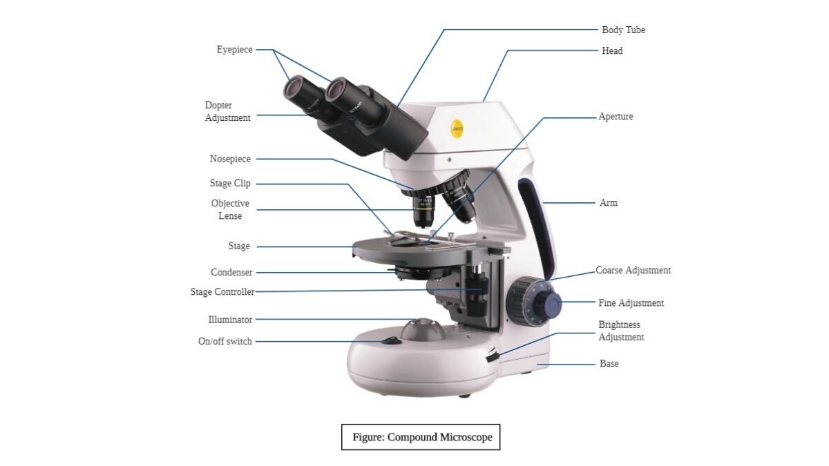 Compound Microscope - Principle, Parts, Diagram Definition, Application