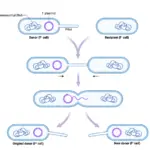 Key Steps in Bacterial Conjugation