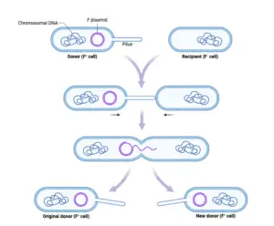 Key Steps in Bacterial Conjugation