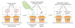 Controlled Experiment – Definition, Process, Importance, Examples