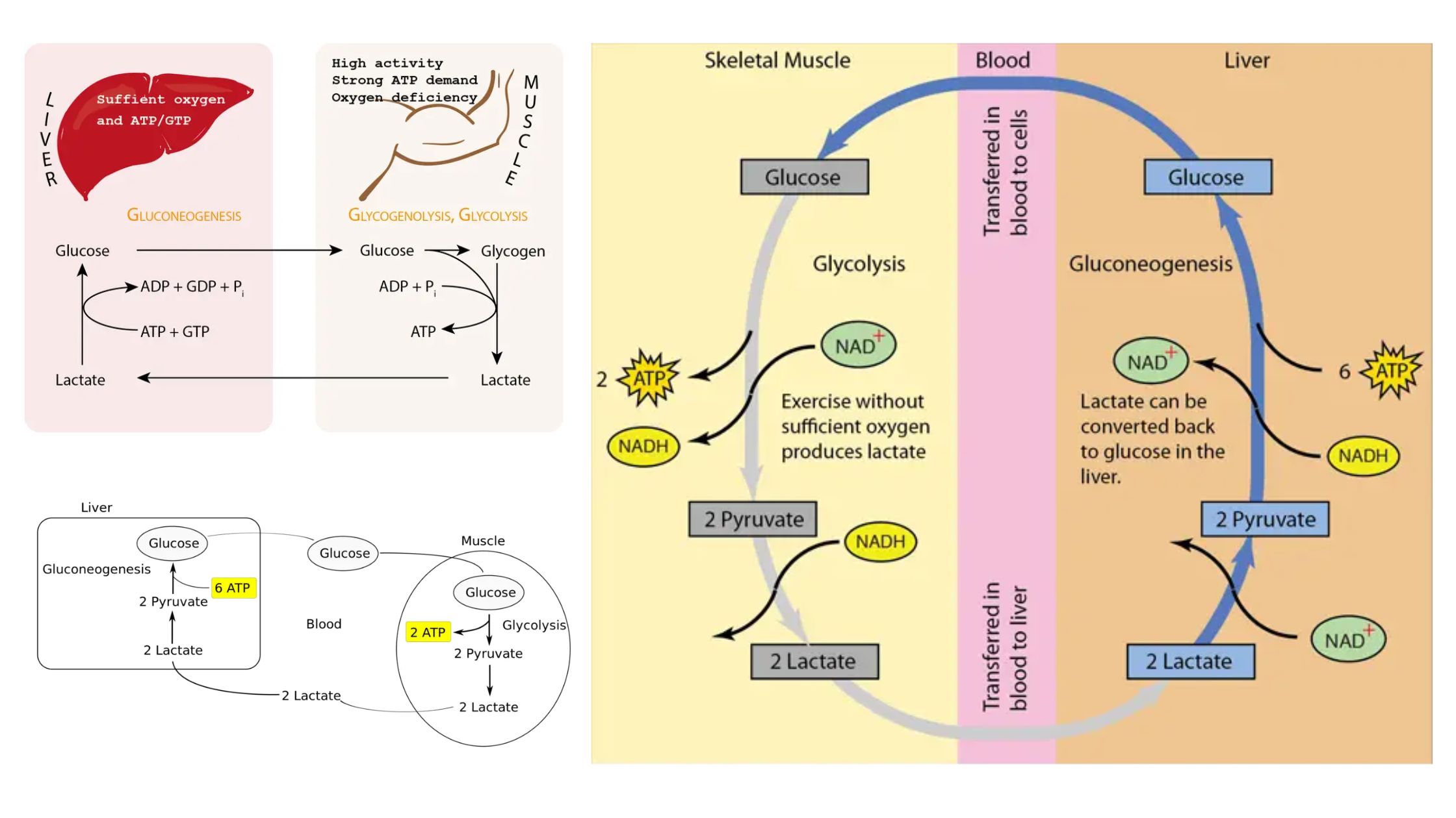 Cori Cycle - Definition, Steps, Regulation, Importance