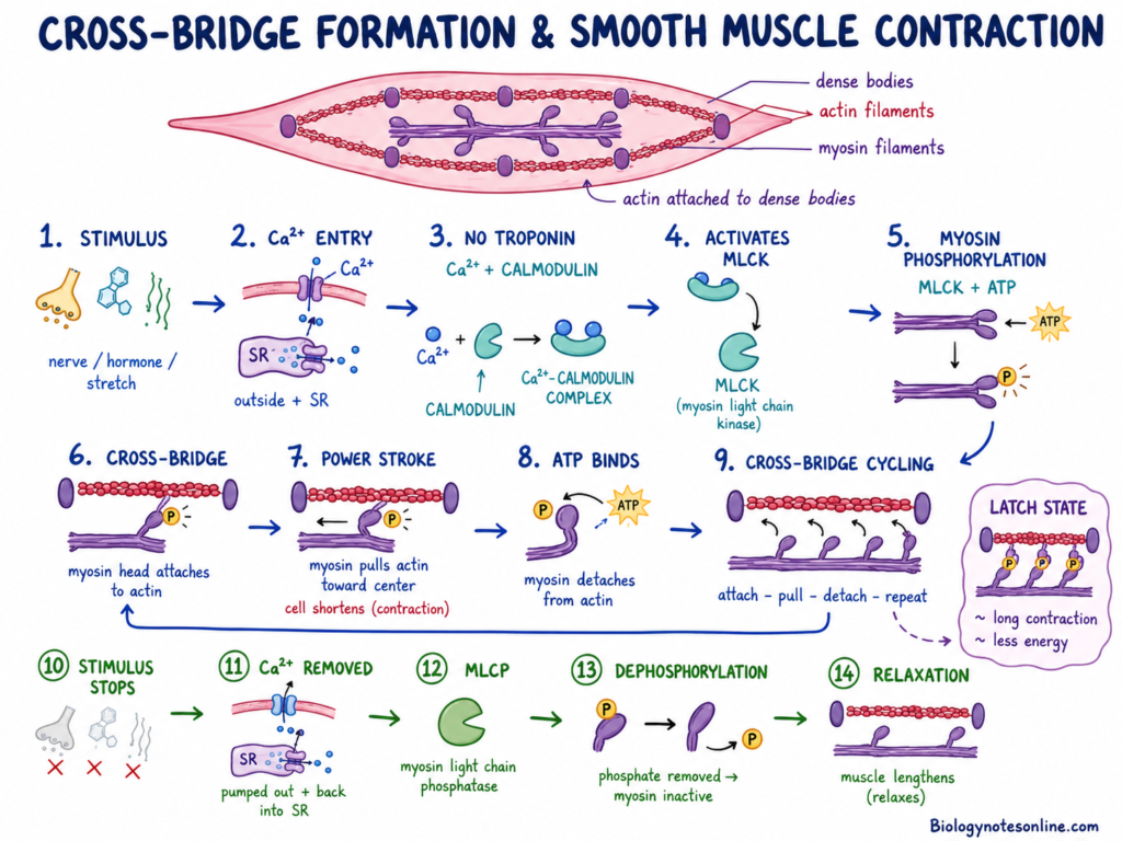 Cross-Bridge Formation and Smooth Muscle Contraction