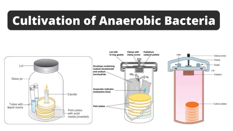 Cultivation of Anaerobic Bacteria