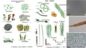 Cyanobacteria – Definition, Characteristics, Structure, Functions, Examples