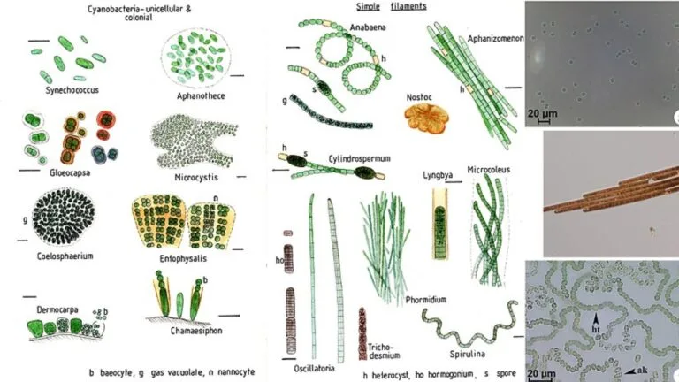 Cyanobacteria - Definition, Characteristics, Structure, Functions, Examples