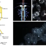 Dark Field Microscopy - Principle, Parts, Procedure, Uses