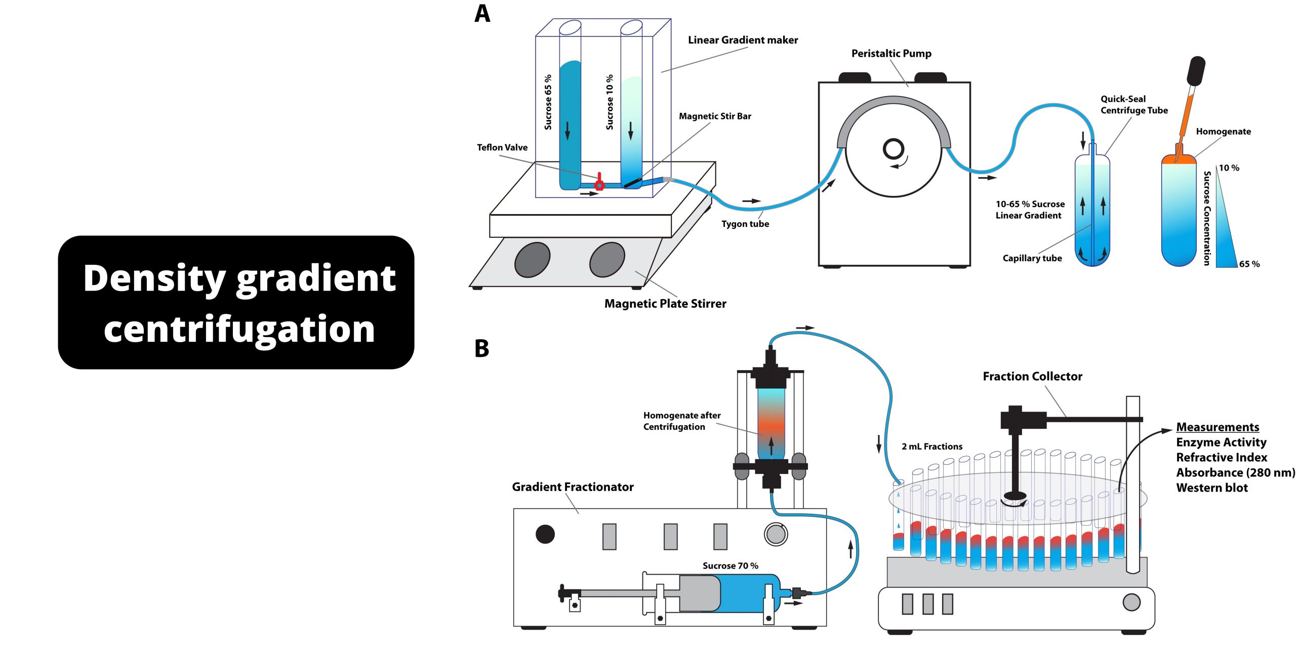 Density Gradient Centrifugation Principle, Protocol, Uses