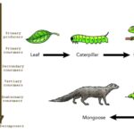 Detritus Food Chain - Definition, Energy Flow, Examples