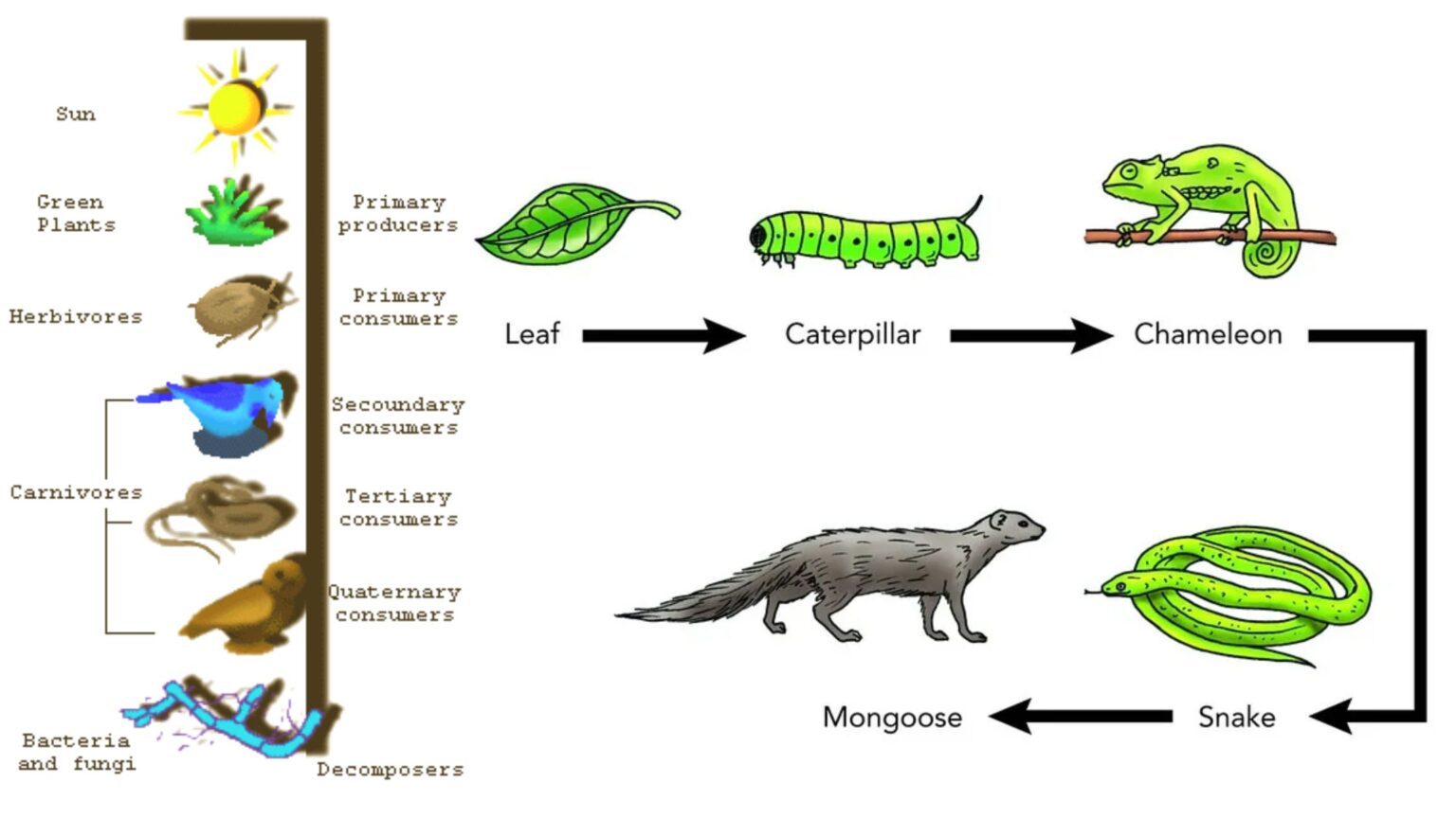 Ecology - Biology Notes Online