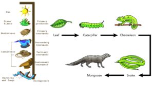 Detritus Food Chain – Definition, Energy Flow, Examples