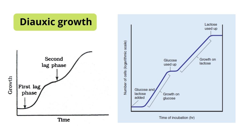 Diauxic Growth Curve - Definition, Occurrence - Biology Notes Online