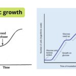 Diauxic Growth Curve - Definition, Occurrence